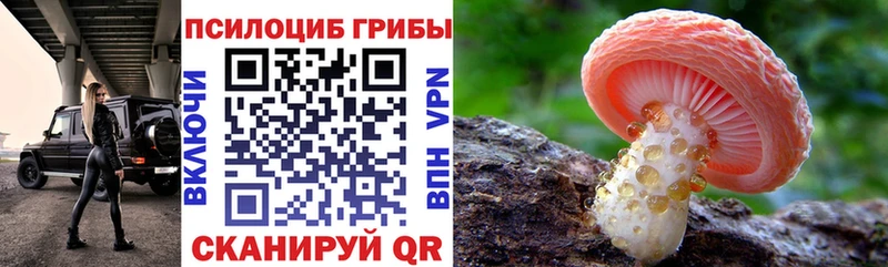 Купить закладки  Черногорск  Псилоцибиновые грибы мицелий 